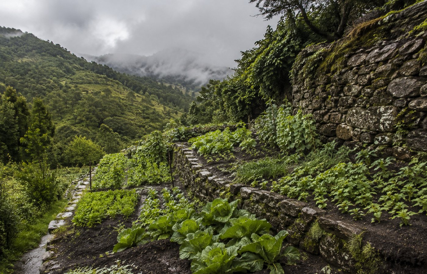 Socalcos de horta numa encosta do norte de Portugal depois da chuva, com muros de granito e nuvem baixa sobre montes verdes